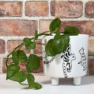 CATS Footed Ceramic Planter Flower Pot Black & White Spotted Animals Cat Lover